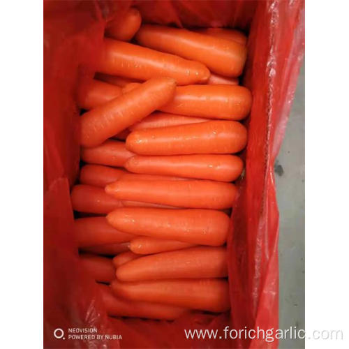 Fresh Carrot Crop 2019 Good Quality